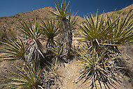 Yucca schidigera、その本来の生息地