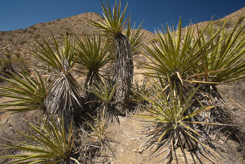 Yucca schidigera, í heimalandi sínu — Karel Štípek, Austurríki