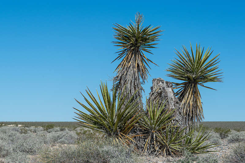 Ostré mečem podobné listy mohavské juky, Nevada — Dominic Gentilcore PhD, USA