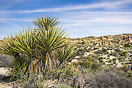 Yucca schidigeraは、その生息地で、モハベユッカまたはスペイン短剣としても知られています