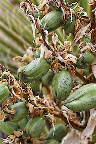 Yucca schidigeraの種子の供給源、通常はモハベユッカ