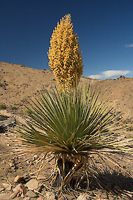 カリフォルニア州の咲くモハベユッカ植物