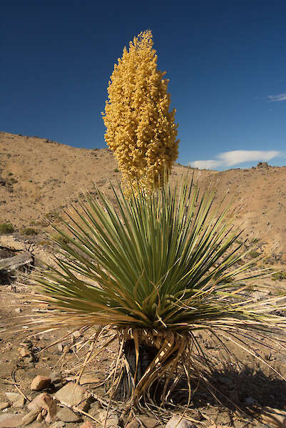 Blómstrandi Mojave yucca planta, Kaliforníu — Karel Štípek, Austurríki