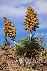 咲くYucca schidigera、カリフォルニア州モハーベ砂漠