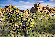 Yucca schidigera、カリフォルニア州モハーベ砂漠