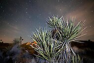 モハベユッカ(Yucca schidigera)は、暗い星空の下で閃光を放ちました